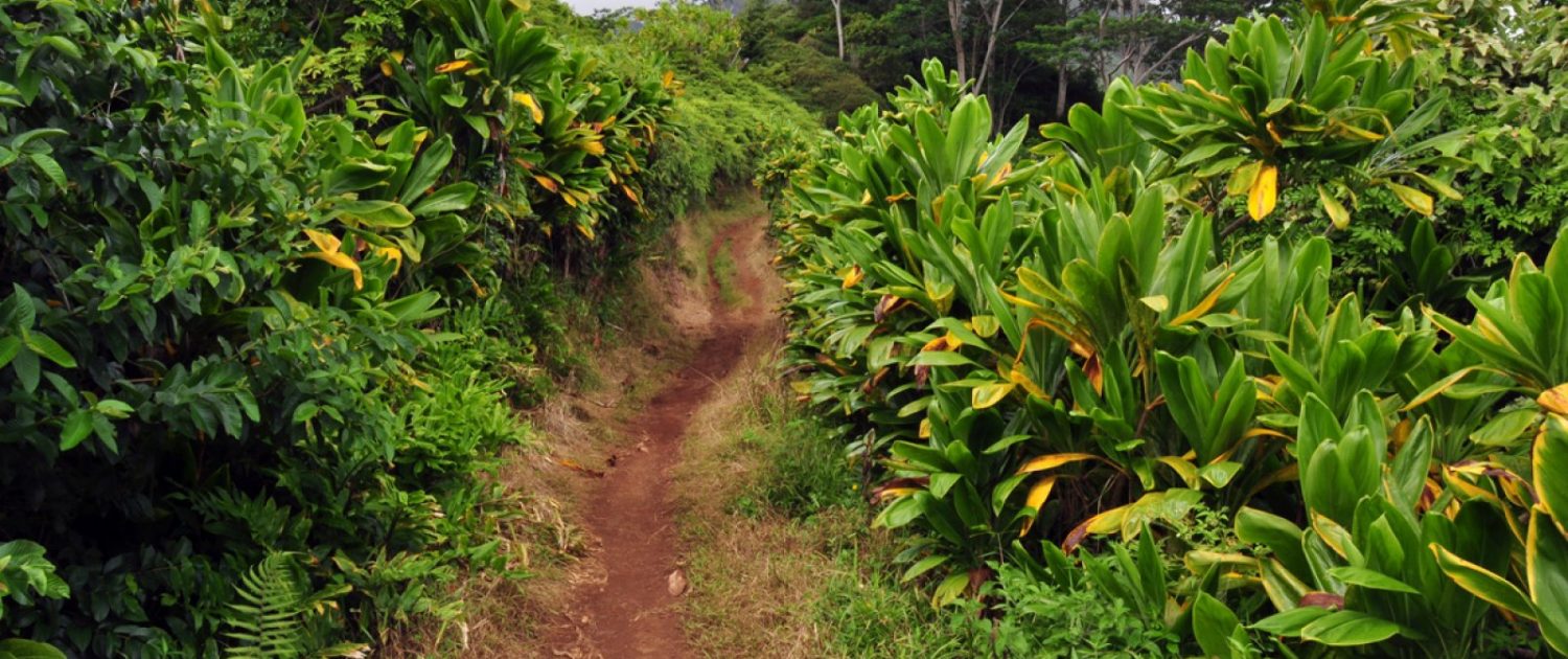 Kauai hiking trails