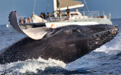 Set Sail on Whale Watching Excursions in Kauai