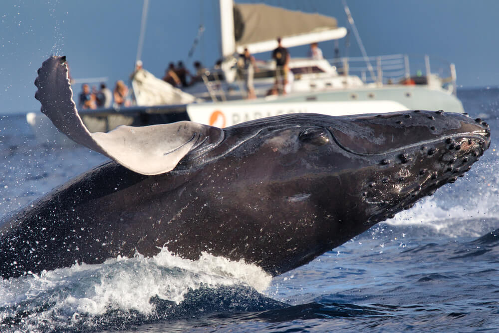 Set Sail on Whale Watching Excursions in Kauai
